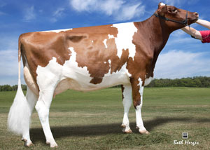 Bò Holstein Lang trắng đỏ