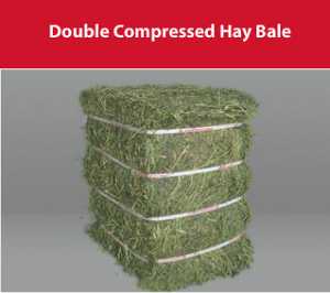 Co-Alfalfa-cho-ngua