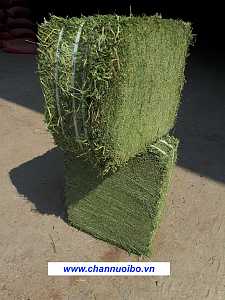 Co-kho-Alfalfa-ban-nguyen-container