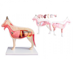 Mo-hinh-giai-phau-cho